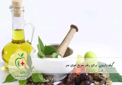 گیاه دارویی برای رشد سریع موی سر