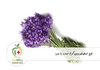 طبع اسطوخودوس گرم یا سرد